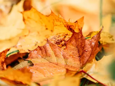 Buntes Herbstlaub