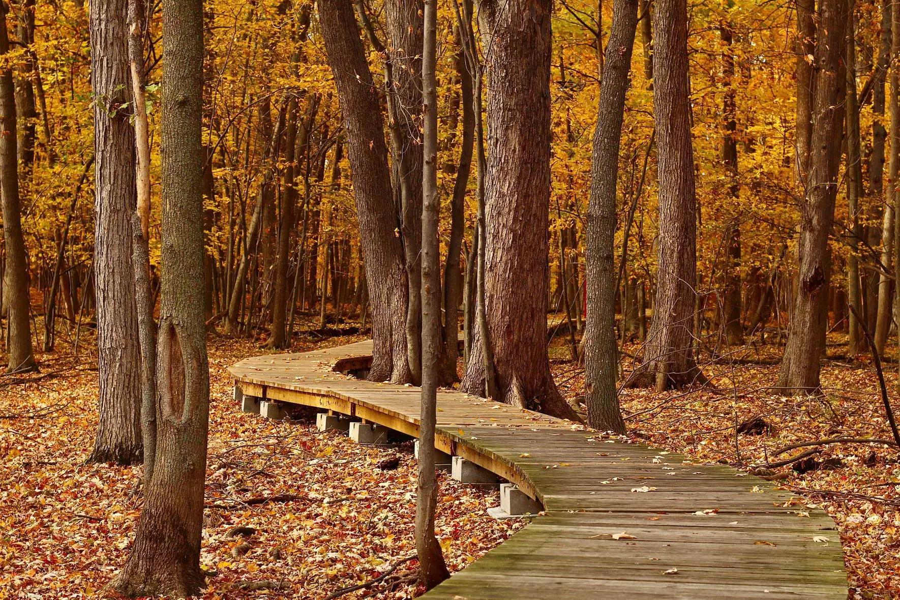 Holzbohlenpfad durch den herbstlichen Wald (Foto: PGloutnay, Pixabay)