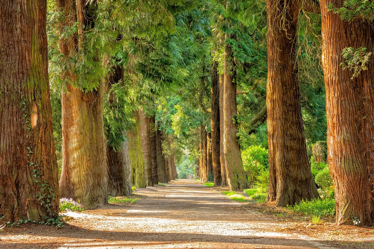 breiter Waldweg